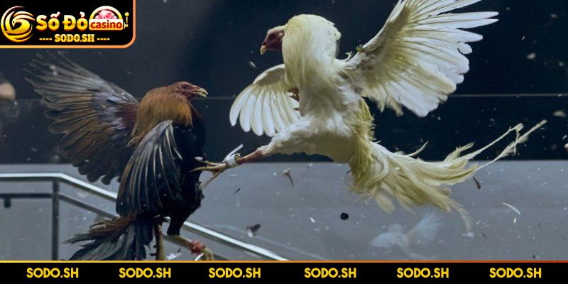 Chơi Đá Gà Online Uy Tín Cực Thú Vị Cùng Nhà Cái SODO - choi da ga online uy tin cua dao Gà cựa dao cực cuốn, chưa từng hết hot