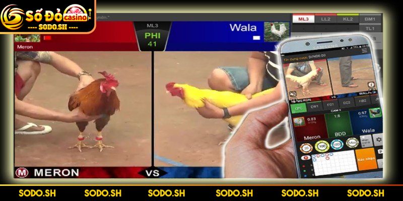 Chơi Đá Gà Online Uy Tín Cực Thú Vị Cùng Nhà Cái SODO - choi da ga online uy tin cuc kich tinh Chiến trong lồng siêu chất, cực kịch tính