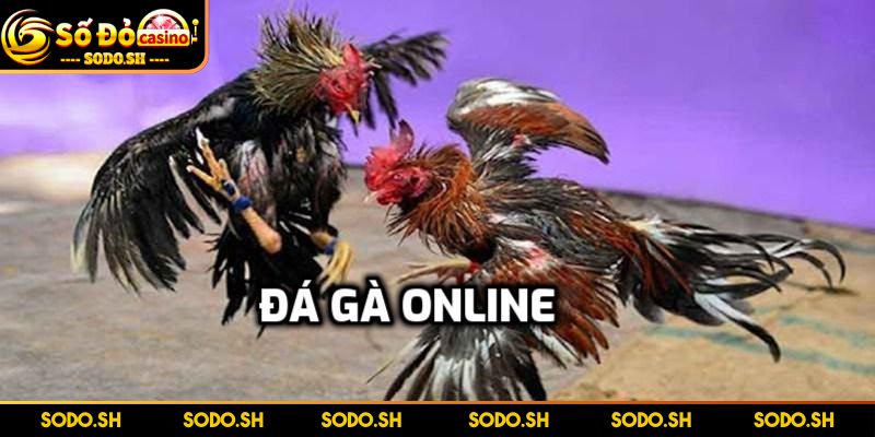 Chơi Đá Gà Online Uy Tín Cực Thú Vị Cùng Nhà Cái SODO - choi da ga online uy tin sodo SODO - Sân chơi đá gà online uy tín nhất