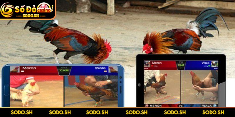 Chơi Đá Gà Online Uy Tín Cực Thú Vị Cùng Nhà Cái SODO - choi da ga online uy tin tan huong tung tran dau Tận hưởng từng trận đấu tại Campuchia đẳng cấp