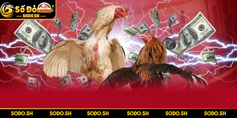 Cược Đá Gà Ăn Liền - Kịch Tính, Thú Vị Đẳng Cấp Tại SODO - cuoc da ga an lien dang cap giai tri Đẳng cấp giải trí - Cược đá gà ăn liền SODO