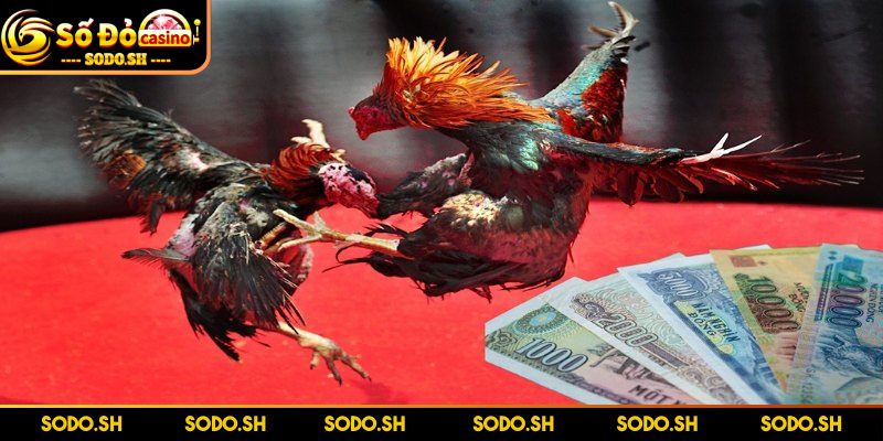 Cược Đá Gà Ăn Liền - Kịch Tính, Thú Vị Đẳng Cấp Tại SODO - cuoc da ga an lien dat tien theo chien ke Đặt tiền theo loại chiến kê hay miễn chê