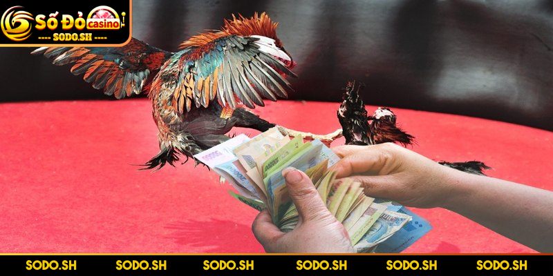 Cược Đá Gà Ăn Liền - Kịch Tính, Thú Vị Đẳng Cấp Tại SODO - cuoc da ga an lien thuong den lien tay Thắng thua chọn ngay - Thưởng đến liền tay
