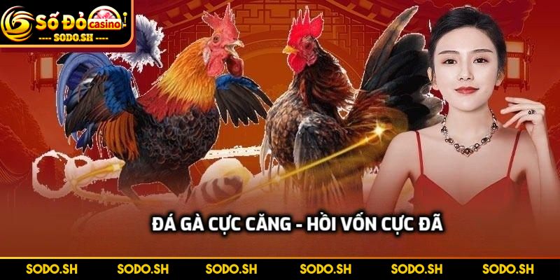 Hoàn Tiền Mỗi Ngày Không Giới Hạn Cực Khủng Tại SODO - hoan tien moi ngay khong gioi han da ga Đá gà cực căng - Hồi vốn cực đã