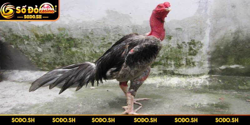 Kinh Nghiệm Chọn Chiến Kê Bật Mí Từ Chuyên Gia Tại SODO - kinh nghiem chon chien ke chan va mong Chân và móng - Bộ phận cực quan trọng của gà đá