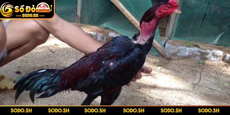 Kinh Nghiệm Chọn Chiến Kê Bật Mí Từ Chuyên Gia Tại SODO - kinh nghiem chon chien ke chu y tam voc Chú ý ngay tầm vóc, thể trạng gà để chọn