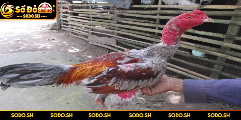 Kinh Nghiệm Chọn Chiến Kê Bật Mí Từ Chuyên Gia Tại SODO - kinh nghiem chon chien ke loi the Lợi thế cho kê thủ khi có kinh nghiệm chọn chiến kê