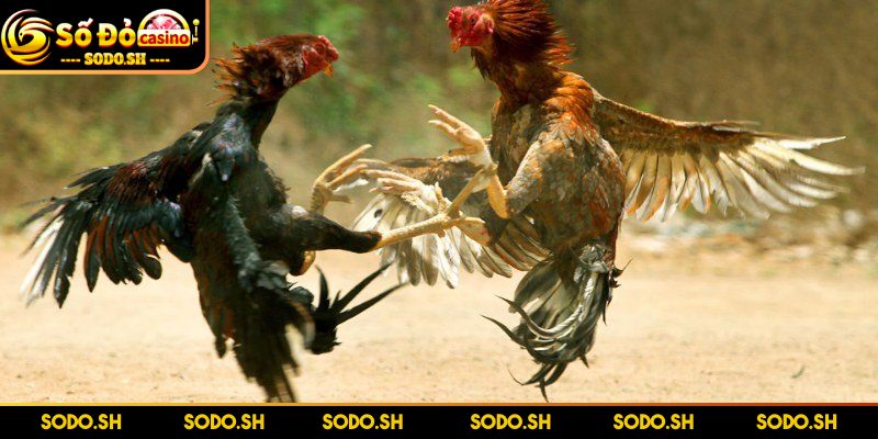 Kinh Nghiệm Chọn Chiến Kê Bật Mí Từ Chuyên Gia Tại SODO - kinh nghiem chon chien ke phong cach phong thu Đặc biệt quan tâm phong cách phòng thủ khi đá