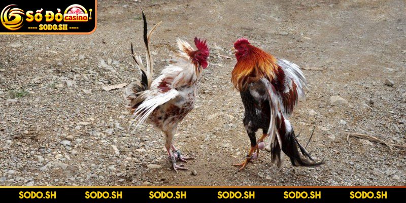 Live Đá Gà Philippines - Siêu Hay Siêu Cuốn Cùng SODO - live da ga philippines nhan tin thang Nhận tin thắng lớn, rút ngay tiền khủng