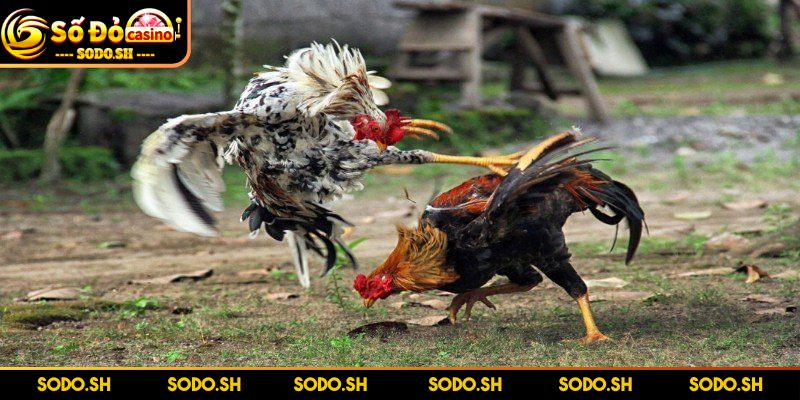 Live Đá Gà Philippines - Siêu Hay Siêu Cuốn Cùng SODO - live da ga philippines theo doi tung giay Theo dõi kỹ từng giây để điều chỉnh cược