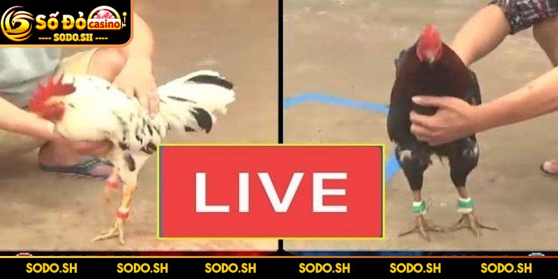 Live Đá Gà Philippines - Siêu Hay Siêu Cuốn Cùng SODO - live da ga philippines tinh dac sac Tính đặc sắc của live đá gà Philippines SODO