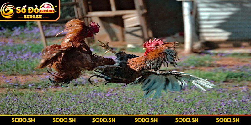 Live Đá Gà Philippines - Siêu Hay Siêu Cuốn Cùng SODO - live da ga philippines truy cap ngay dia chi Truy cập ngay địa chỉ tham gia tại cổng cược